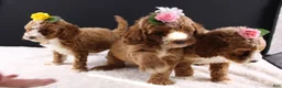 Mini Goldendoodle dogs for sale: Brewster - Ad 12