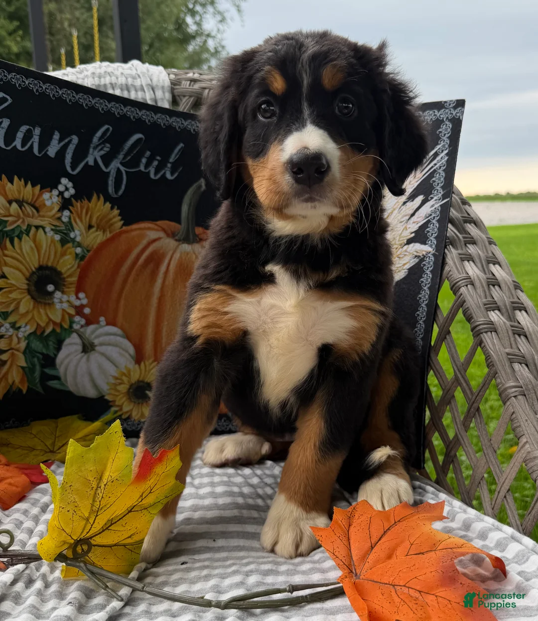 Bernese Mountain Dog dogs for sale: Kiwi - Ad 2