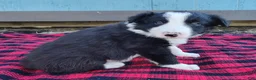 Border Collie dogs for sale: Linus - Ad 24