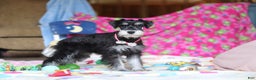 Miniature Schnauzer dogs for sale: Brianna - Ad 4