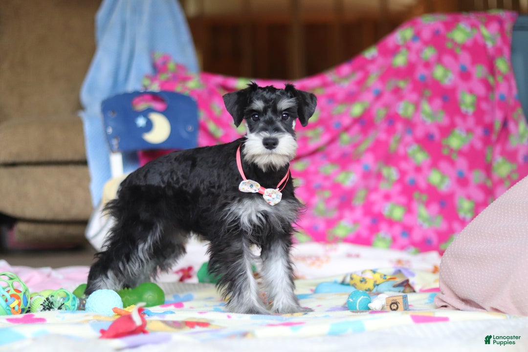 Miniature Schnauzer dogs for sale: Brianna - Ad 4
