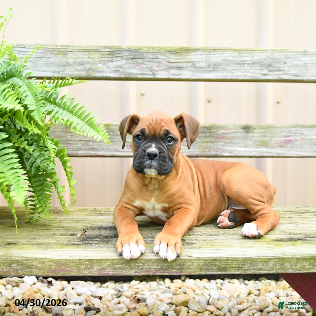 Boxer dogs for sale: Snickers - Ad 2