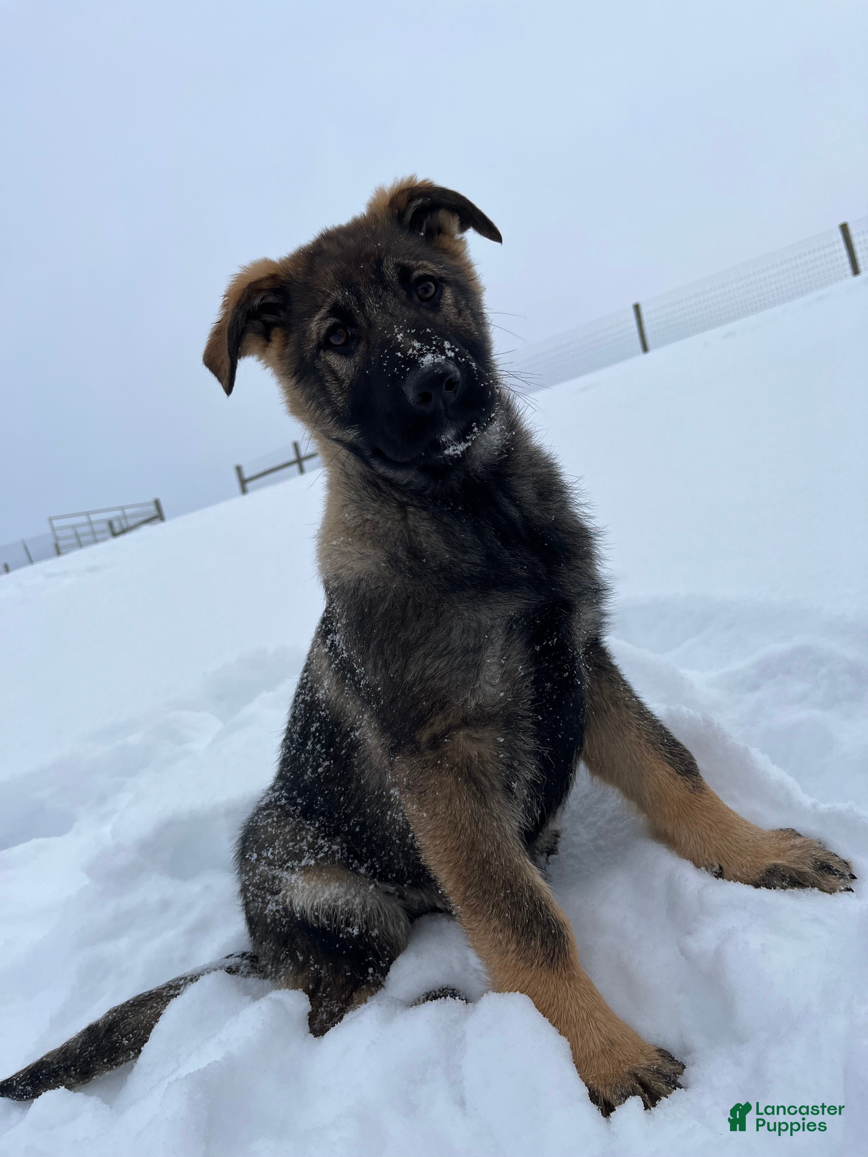 German Shepherd dogs Tessa - Ad 3