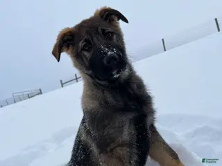 German Shepherd dogs Tessa - Ad 3