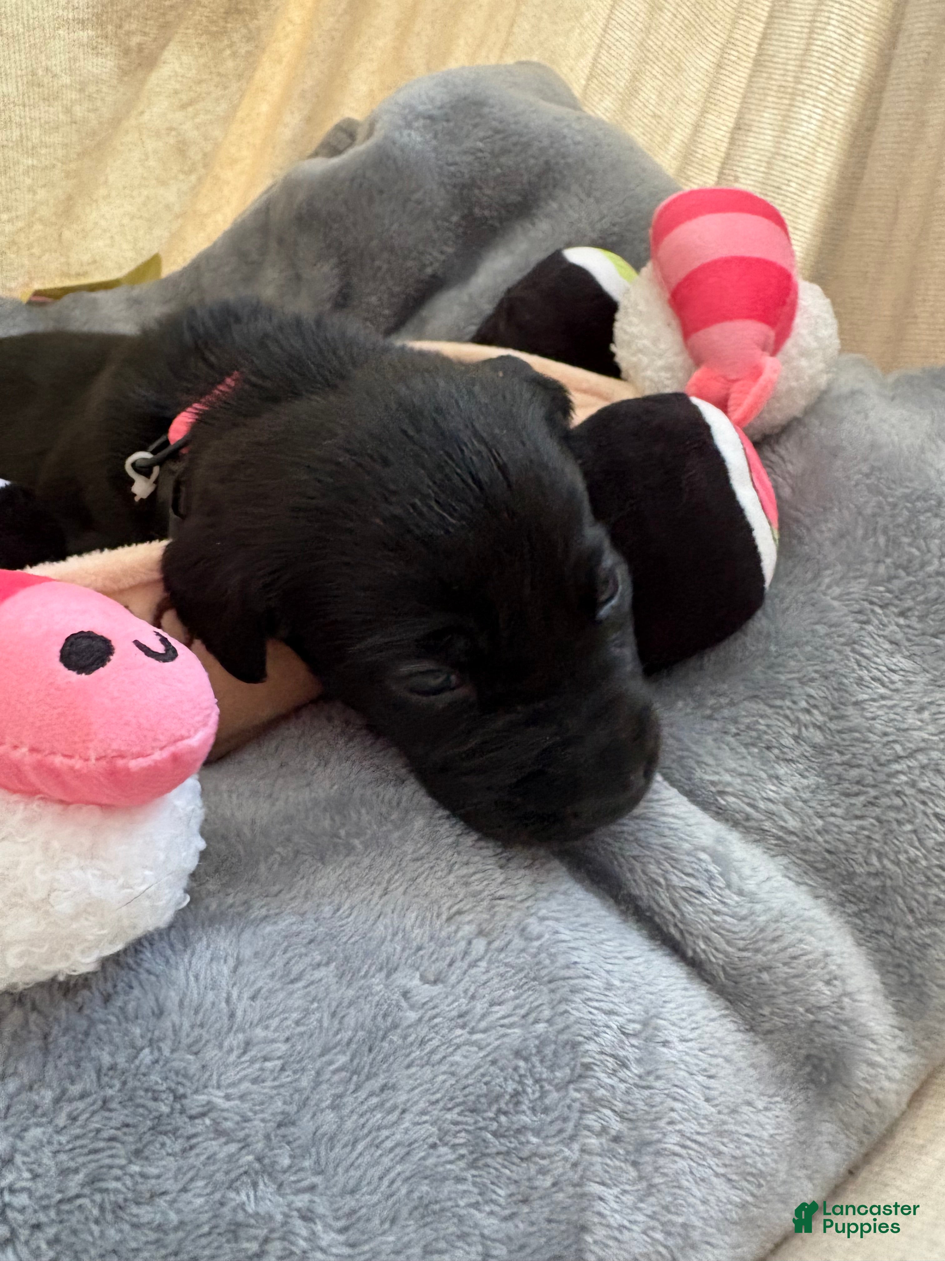 Labrador Retriever dogs Molly - Ad 5