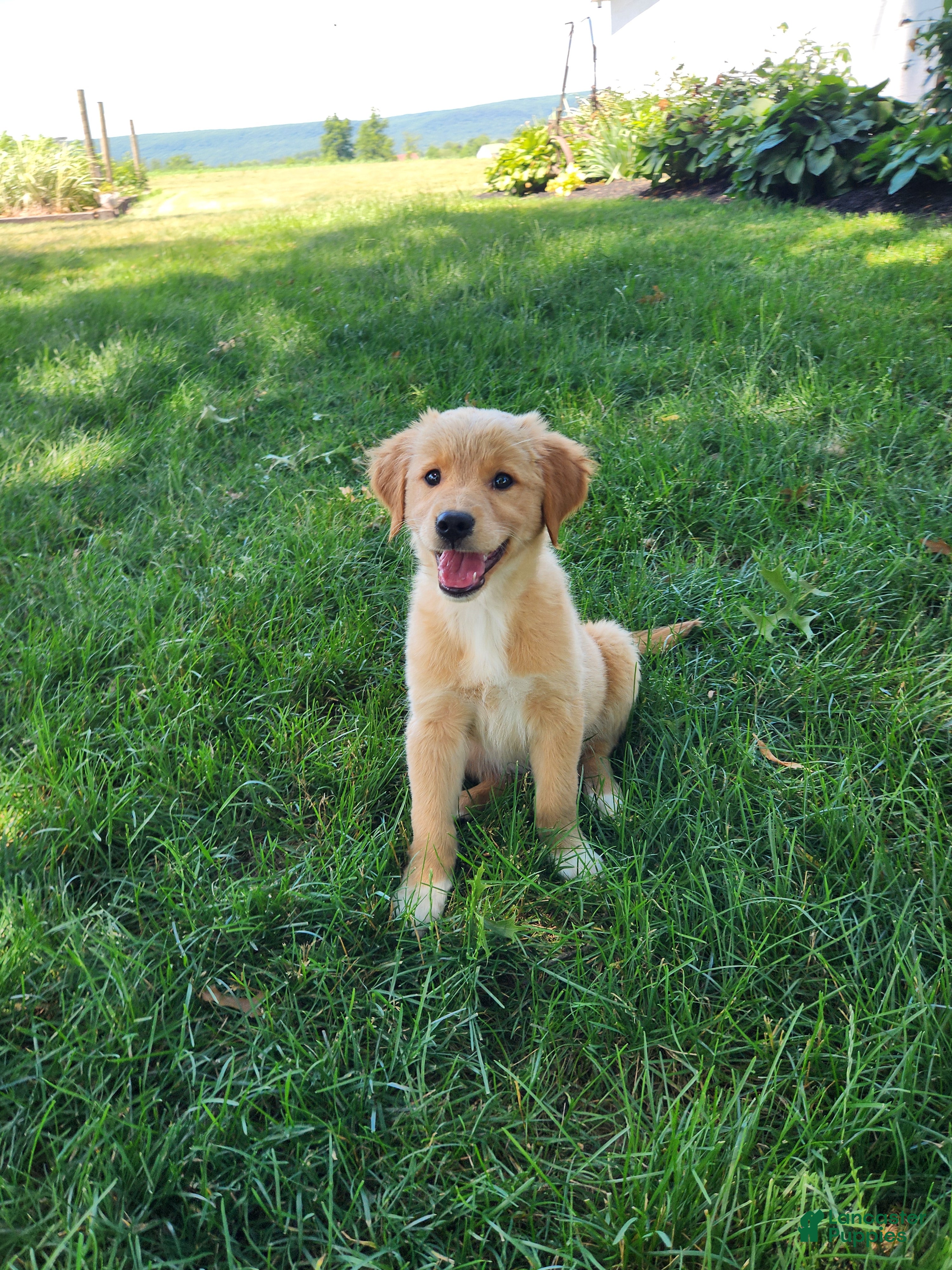 Mixed Breed dogs Nova - Ad 2