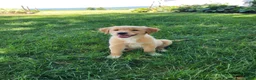 Mixed Breed dogs for sale: Nova - Ad 2