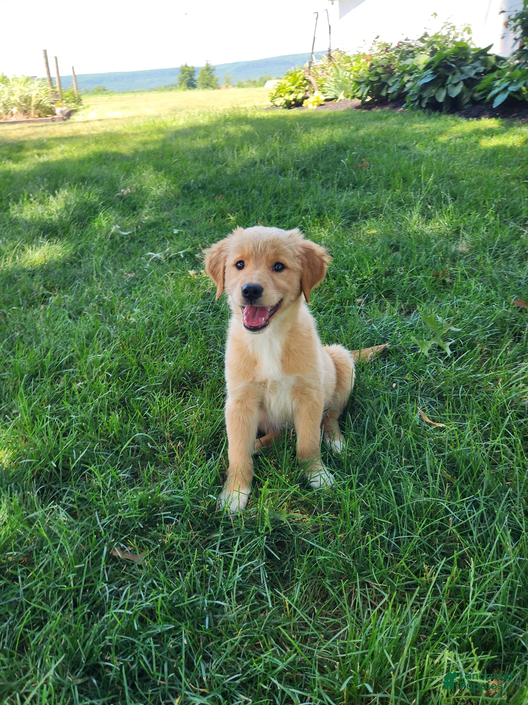 Mixed Breed dogs for sale: Nova - Ad 2