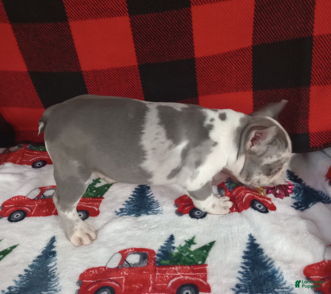 French Bulldog dogs for sale: Hailey  - Ad 4