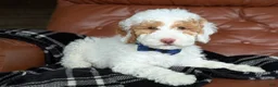 Mini Goldendoodle dogs for sale: Patches - Ad 3