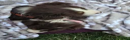 Australian Shepherd dogs for sale: Australian Shepherd Puppy BLUE - Ad 17