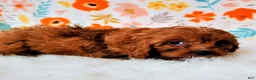 Cavapoo dogs for sale: Gizmo - Ad 4