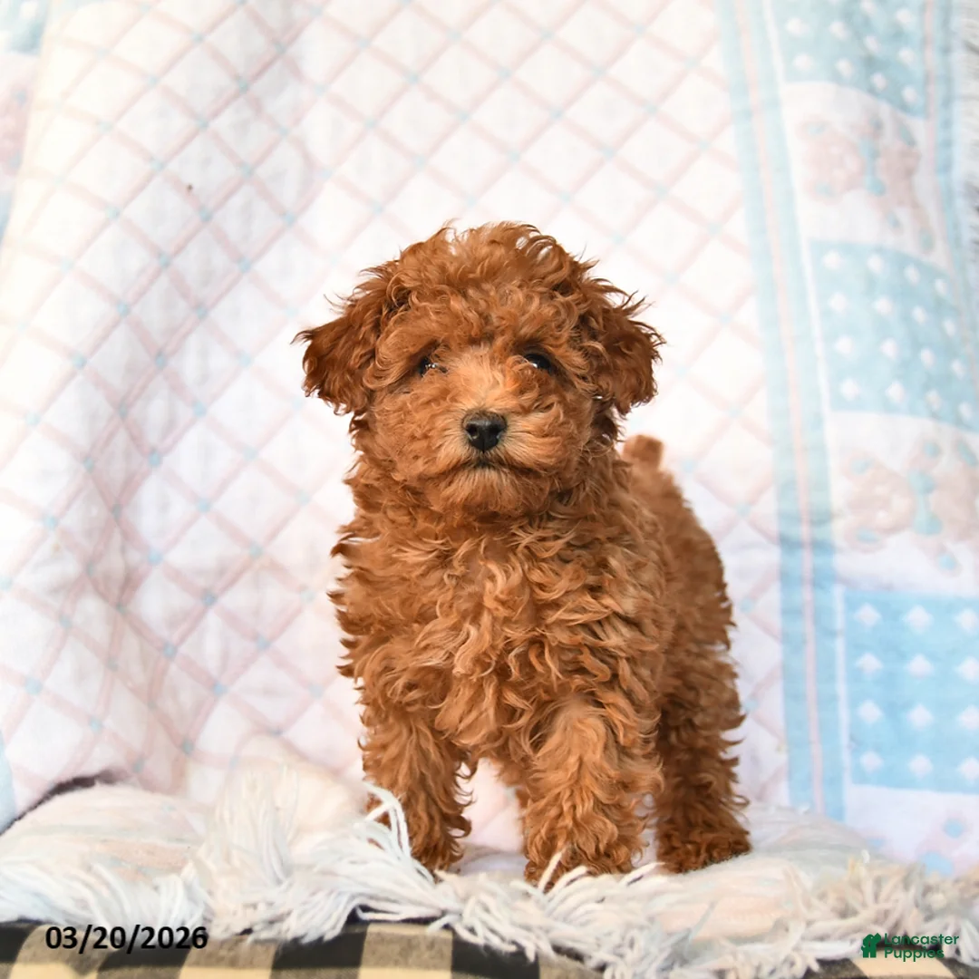 Toy Poodle dogs for sale: Bailey  - Ad 1