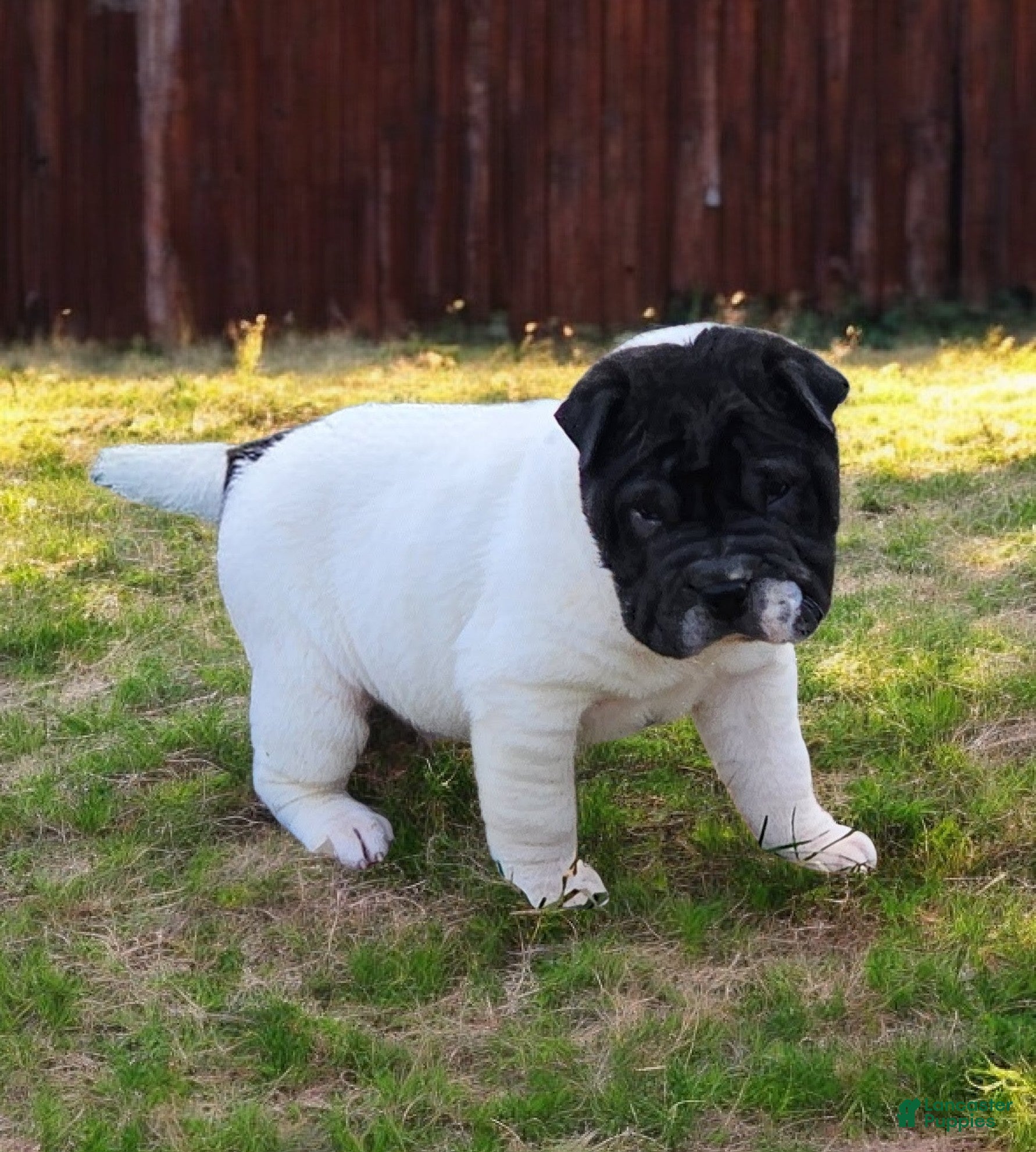 Shar Pei dogs Overo mini  - Ad 8
