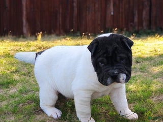 Shar Pei dogs Overo mini - Ad 8