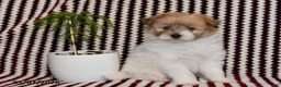 Pomapoo dogs for sale: Macy - Ad 1