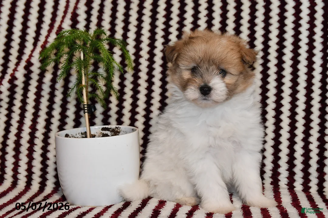 Pomapoo dogs for sale: Macy - Ad 1