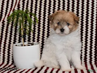 Pomapoo dogs for sale: Macy - Ad 2