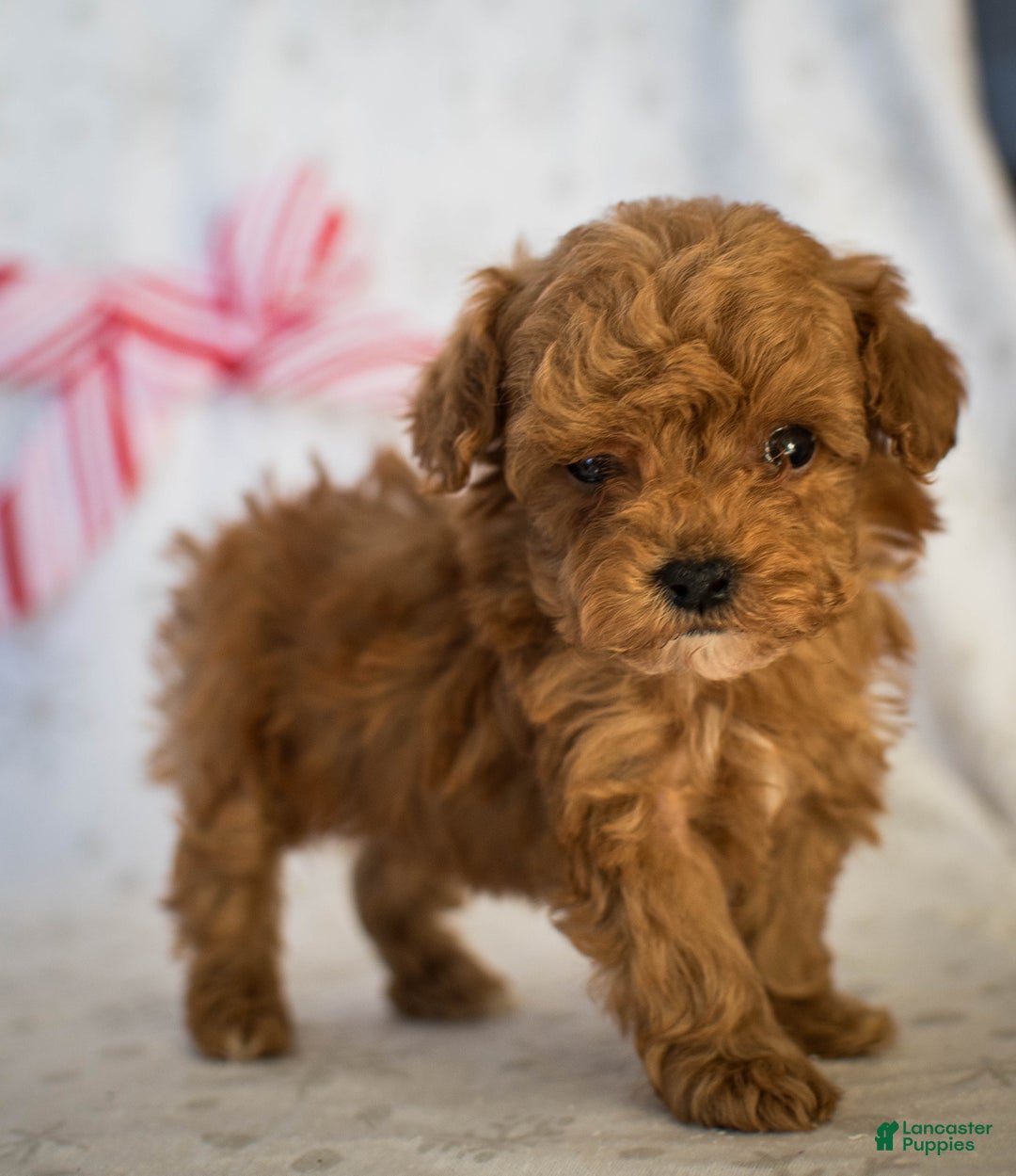 Miniature Poodle dogs for sale: Tiny Tim - Ad 9