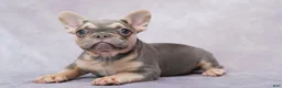 French Bulldog dogs for sale: Brianna - Ad 5