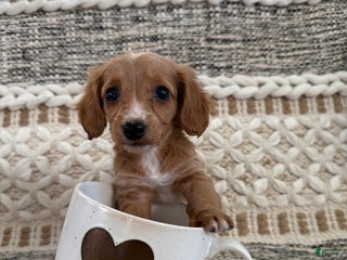 Miniature Dachshund dogs - Ad 7