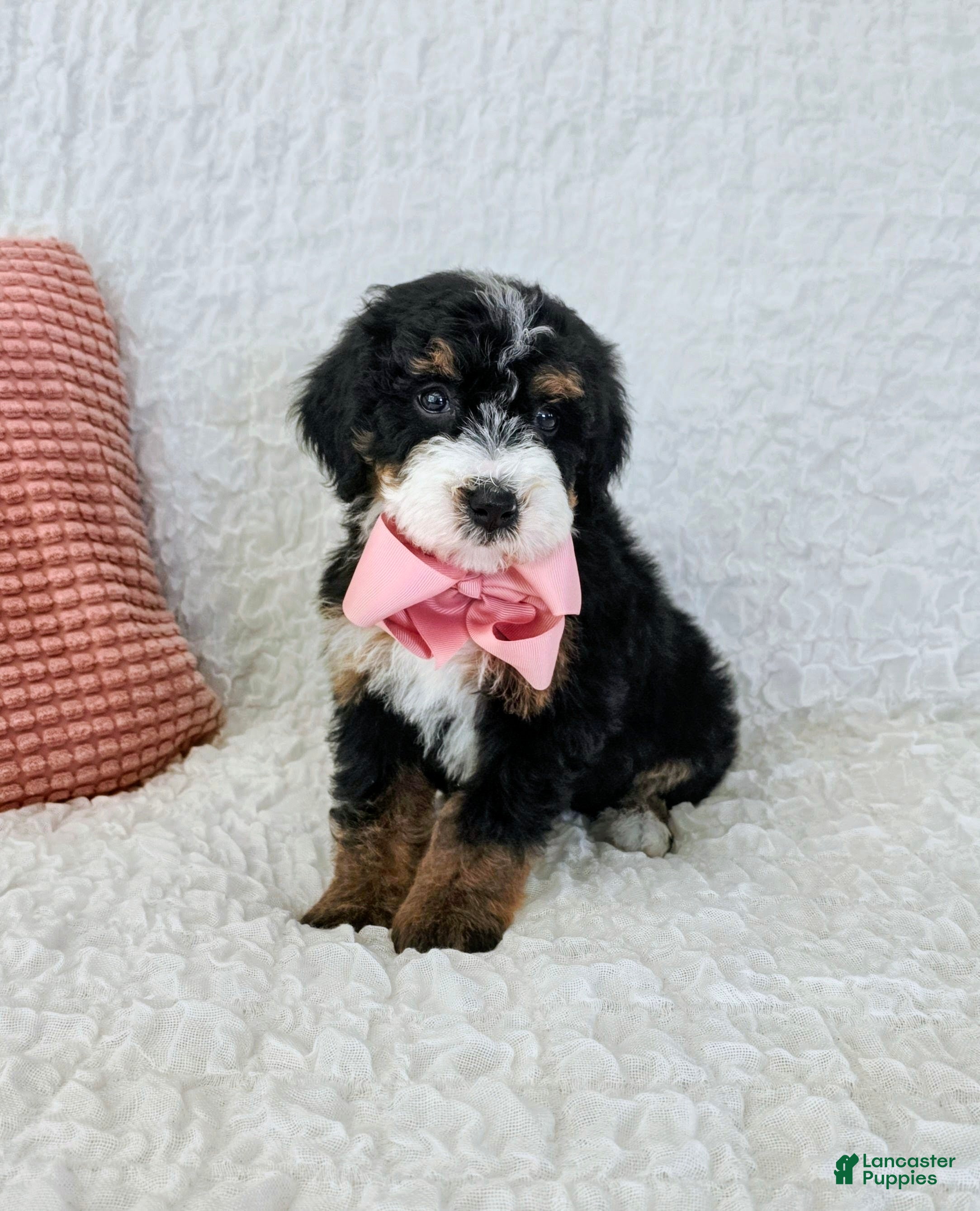 Bernedoodle dogs Amelia - Ad 40