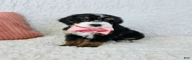 Amelia