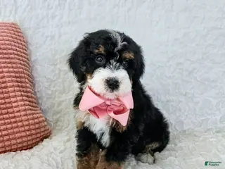 Bernedoodle dogs Amelia - Ad 40