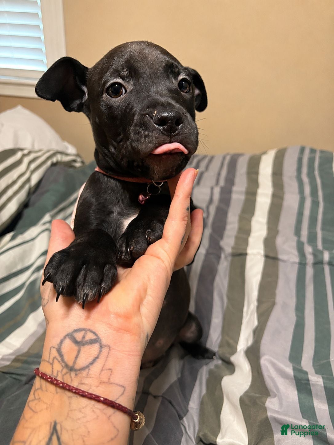 Mixed Breed dogs Cane Corso / Pit Mix Pink Male - Ad 7