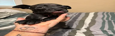 Cane Corso / Pit Mix Pink Male