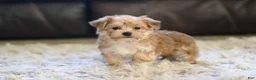 Morkie dogs for sale: Charlie - Ad 2