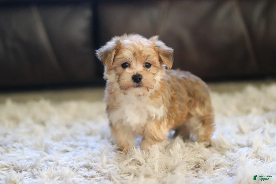 Morkie dogs for sale: Charlie - Ad 2