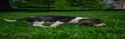 Beagle dogs for sale: Nova - Ad 4