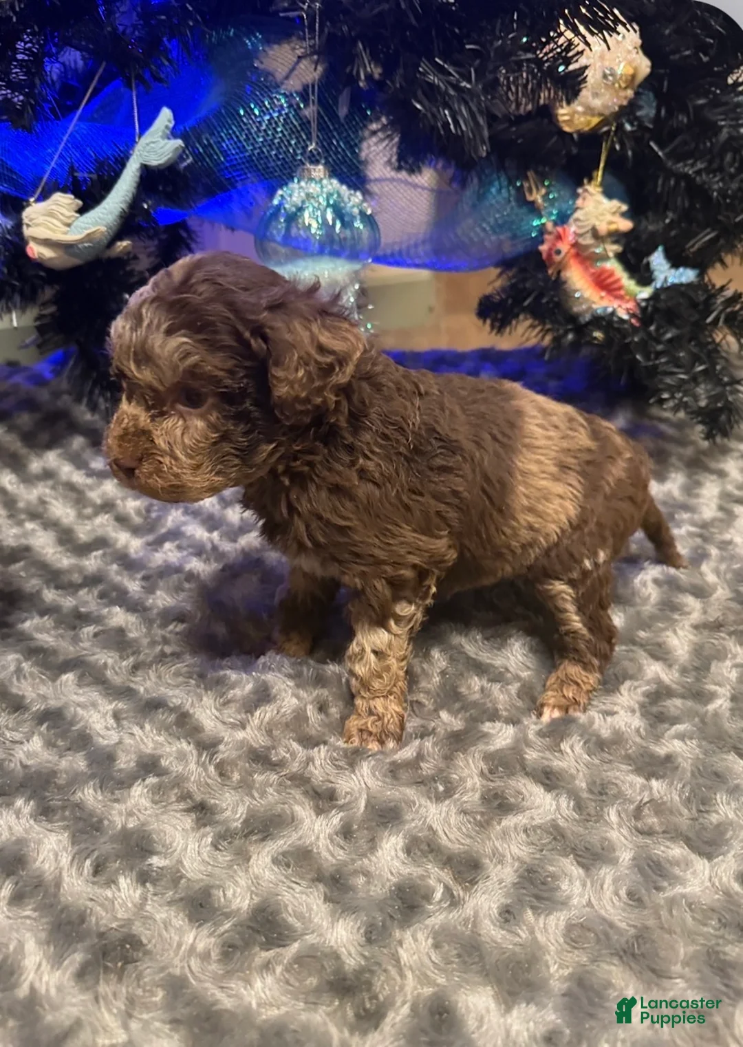 Labradoodle dogs for sale: Labradoodle Puppy 4 - Ad 2