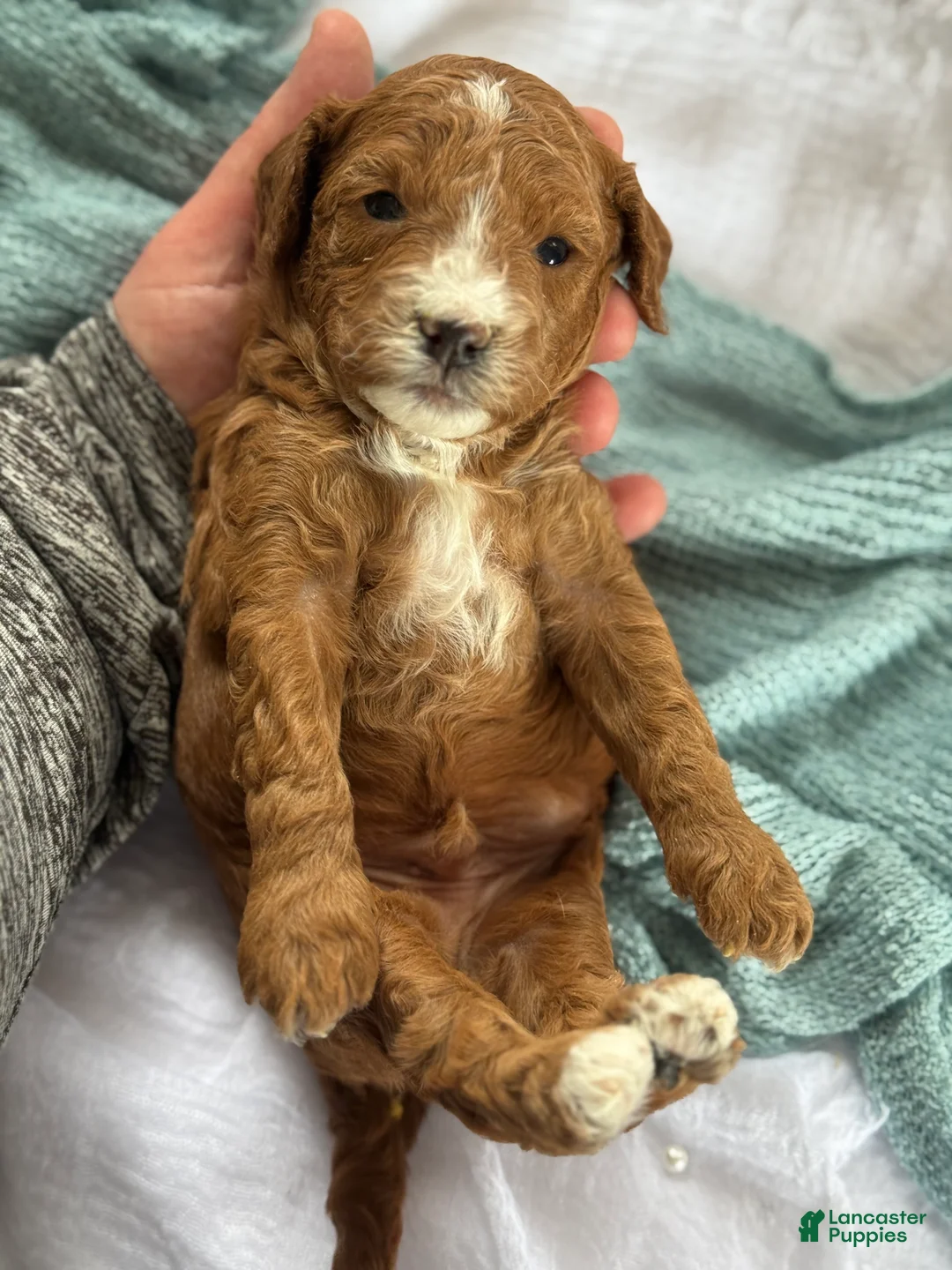 Cavapoo dogs for sale: Atlas - Ad 1