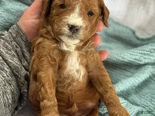 Cavapoo dogs Atlas - Ad 4