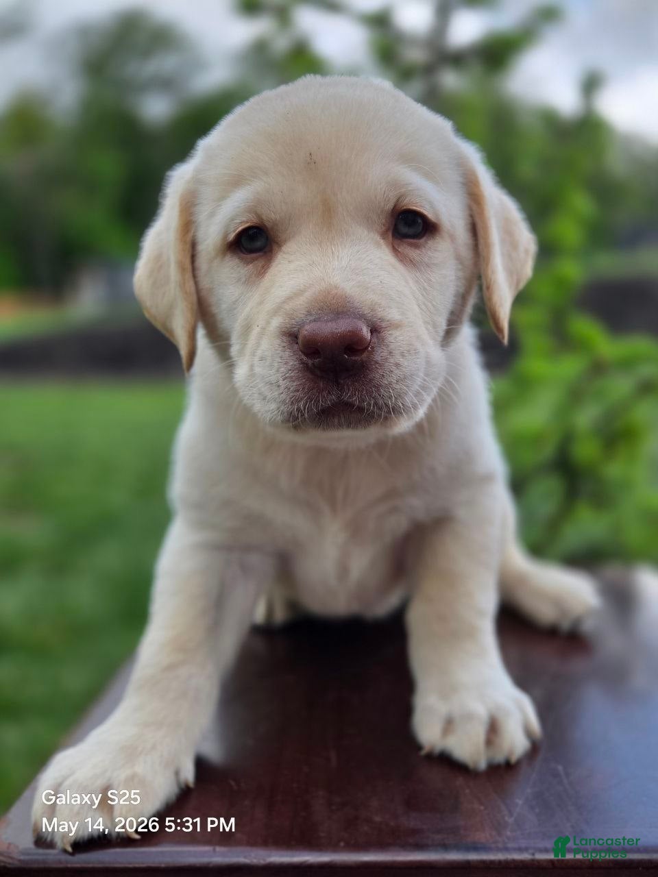 Labrador Retriever dogs Big Boy  - Ad 1