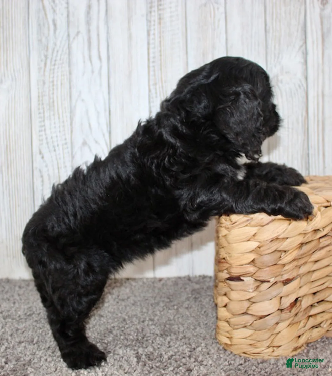 Cockapoo dogs for sale: Coco - Ad 11