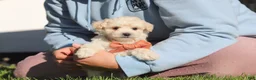 Maltipoo dogs for sale: Elliot - Ad 8
