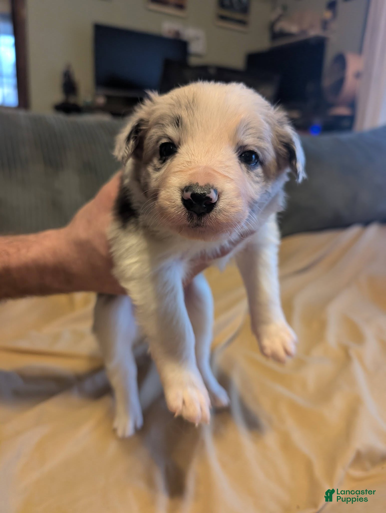 Border Collie dogs Female 2 - Ad 34