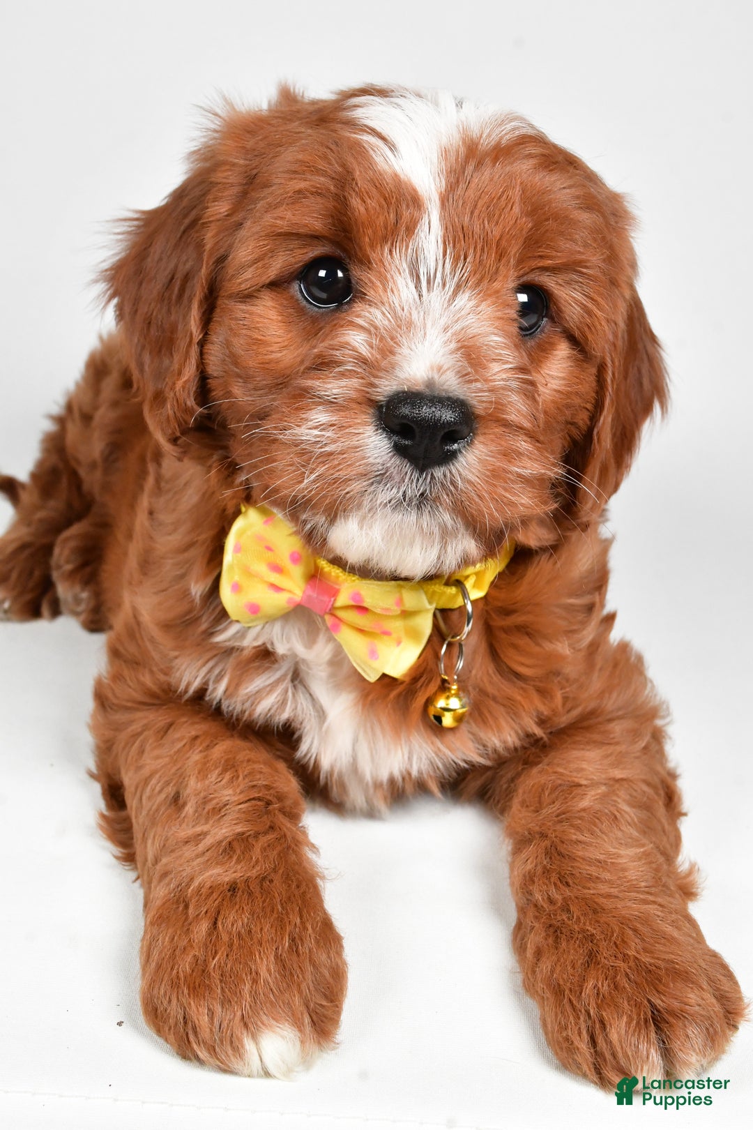 Cavapoo dogs for sale: Leo - Ad 5