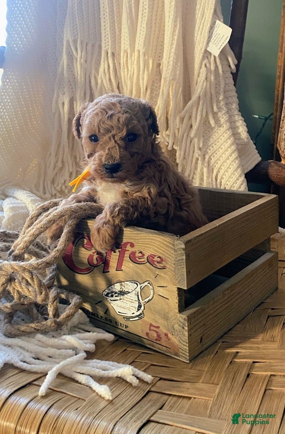 Toy Poodle dogs LITTLE JUNIOR  - Ad 1