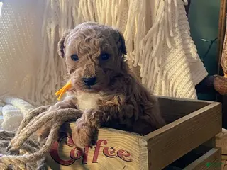 Toy Poodle dogs LITTLE JUNIOR - Ad 1