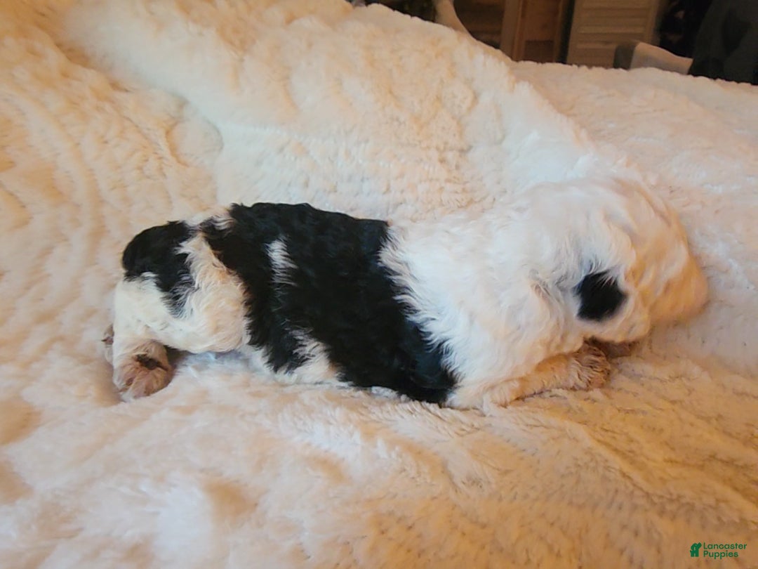 Mixed Breed dogs for sale: Marigold - Ad 2