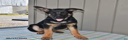 German Shepherd dogs for sale: Kelsey - Ad 6
