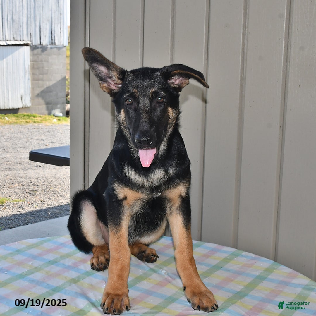German Shepherd dogs for sale: Kelsey - Ad 6