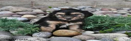 Shorkie dogs for sale: Sammy - Ad 5