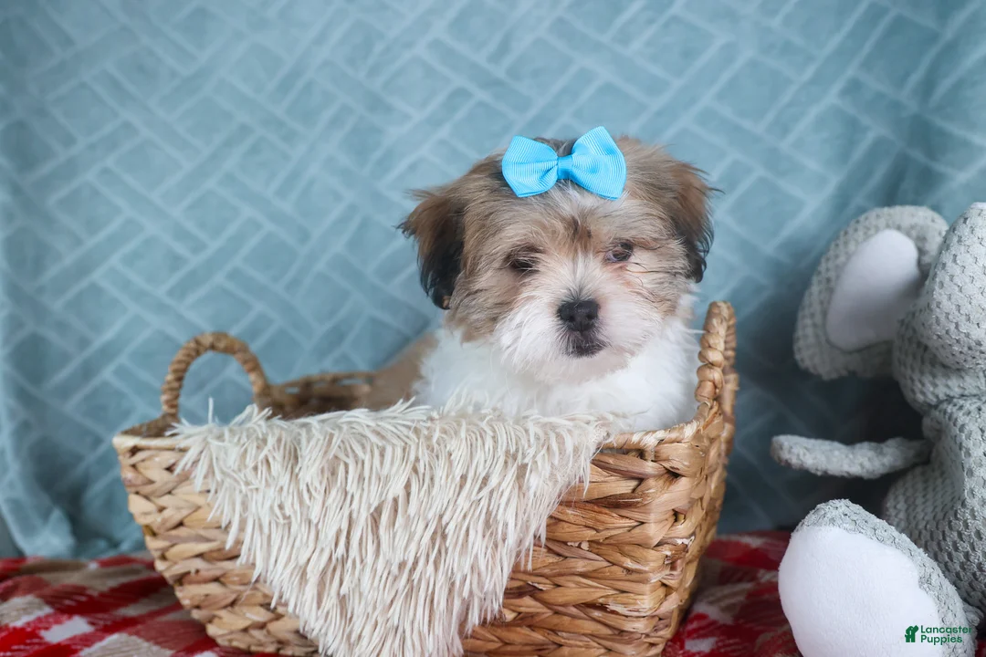 Teddy Bear dogs for sale: GIGI - Ad 6