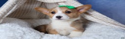 Welsh Corgi Pembroke dogs for sale: Mario - Ad 15