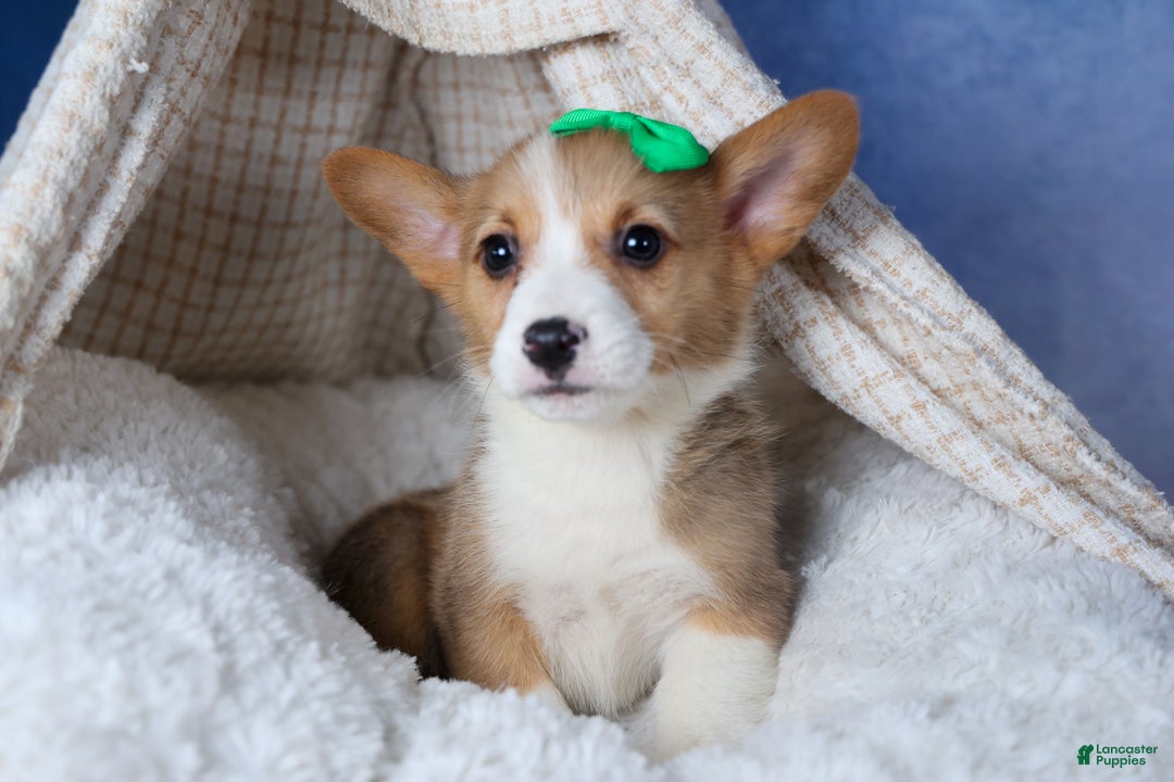 Welsh Corgi Pembroke dogs for sale: Mario - Ad 15